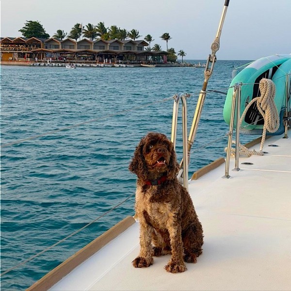 Ship's hound: Jasper Ship's hound: Jasper